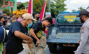 Bocah SMP di Tuban Pelihara Buaya, Bikin Geger Setelah Hewan Itu Kabur Masuk Selokan