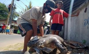 Bulus Jumbo di Trucuk Klaten akan Diawetkan untuk Penanda Sejarah