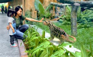 Hore! Gembira Loka Zoo Jogja Segera Dibuka Lagi