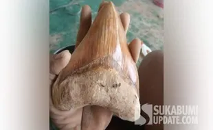 Gigi Hiu Megalodon Banyak Ditemukan di Sukabumi, Segini Harganya