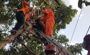 Warga Karanganyar Meninggal dalam Posisi Duduk di Dahan Pohon Mangga