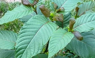 Kratom Narkotika Indonesia Subur di Hutan Kalimantan