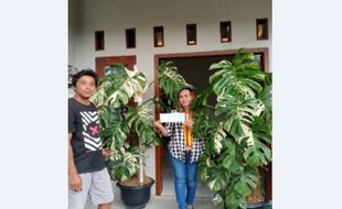 Jual Monstera King Rp225 Juta, Petani Tawangmangu Pakai Duitnya Buat Ini