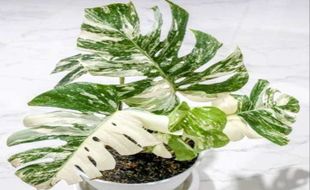 Warga Solo Rela Beli Rp225 Juta, Ini Alasan Harga Monstera King Variegata Selangit