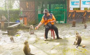 Monyet Tawangmangu Terdampak PPKM, Masyarakat Turun Tangan Pasok Makanan