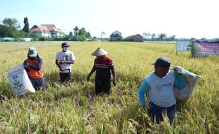 Petani Donohudan Boyolali Terapkan IP Padi 400, Bisa Panen 4 Kali Setahun!