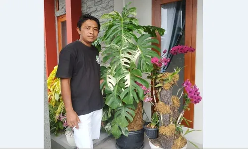 Enggak Sulit, Ternyata Begini Perawatan Monstera Rp225 Juta Agar Tetap Sehat dan Cantik