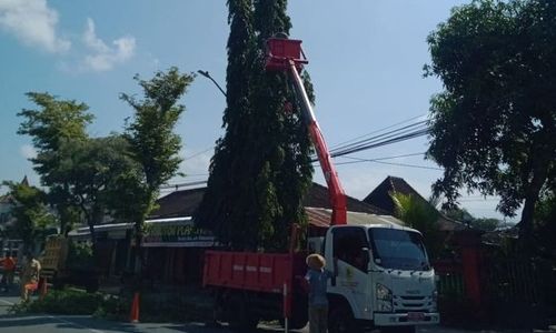 Antisipasi Angin Kencang, DLH Wonogiri Rapikan Pohon Turus