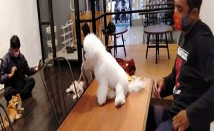 Mau Nyoba Dog Cafe Pertama di Solo? Di Sini Tempatnya