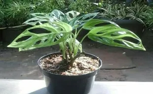 Sebelum Memberikan Pupuk ke Monstera, Perhatikan Ini