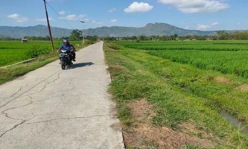 Jelang Pengeringan Colo Barat, Petani Selogiri Tak Khawatir