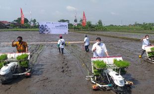 Kunjungi Klaten, Menko Airlangga Hartarto Tanam Padi Rajalele di Sawah