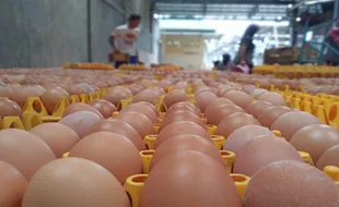 Harga Telur Ayam Ajur di Bawah HPP, Peternak Boyolali Sambat