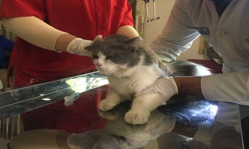 Kucing, Hewan Paling Banyak Divaksin Rabies di Wonogiri