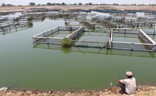 Eceng Gondok Merajalela, Populasi Ikan di Waduk Mulur Sukoharjo Kian Sedikit