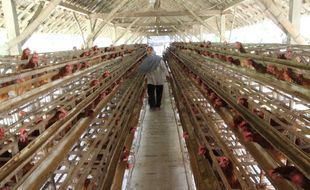 Harga Pakan Mahal & Telur Murah Bikin Peternak Ayam di Klaten Bangkrut