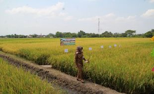 Peluang Petani Klaten Tanam Rojolele Srinuk dan Srinar Terbuka Lebar