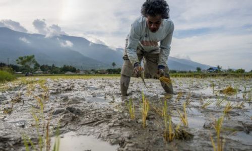 40% Populasi Dunia Tak Mendapat Akses ke Makanan Sehat