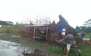 Pohon Beringin Tumbang di Glagahwangi Klaten Berumur Lebih 100 Tahun