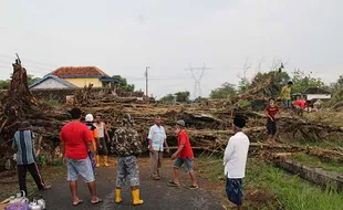 Pohon Beringin Tumbang di Glagahwangi Klaten Dulu Dikenal Angker