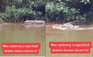 Merinding! Detik-Detik Pria Dikejar Buaya Jumbo di Sungai