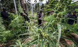 BNN Musnahkan Tiga Ton Pohon Ganja Siap Panen di Aceh