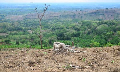 Hutan Pulau Jawa Tersisa 17%, Rentan Undang Bencana Iklim