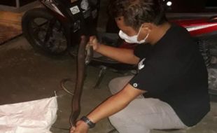 Kobra Jawa 1,4 meter Masuk Rumah Warga Plupuh Sragen, Bikin Geger