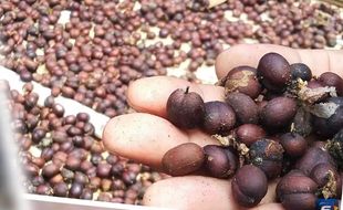 Excelsa, Kopi “Tumbal” Kopi dari Ampel Boyolali