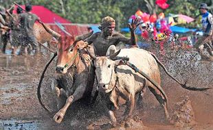 Melihat Latihan Pacu Jawi, Tradisi Turun Temurun di Sumbar