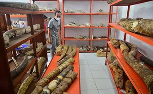 Meseum Purbakala Patiayam Kudus Masih Sepi Pengunjung