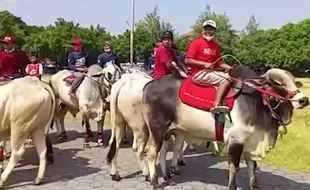 Para Pria Penunggang Sapi Sambangi Alun-alun Keraton Solo