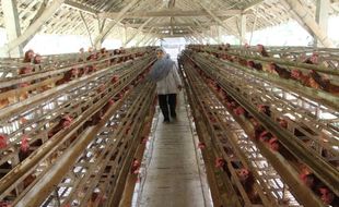 Digelontor Jagung Bersubsidi, Begini Harapan Peternak Ayam Klaten