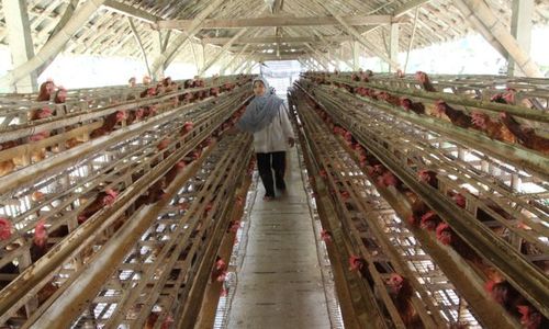 Digelontor Jagung Bersubsidi, Begini Harapan Peternak Ayam Klaten