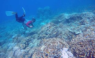 Melihat Keindahan Wisata Bawah Laut Grand Watu Dodol Banyuwangi Jatim