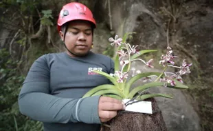 Puluhan Anggrek Vanda Tricolor Direlokasi ke Lereng Merapi Klaten