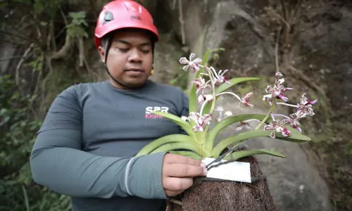 Di Tangan Kolektor, Harga Ratu Anggrek Merapi bisa Capai Jutaan