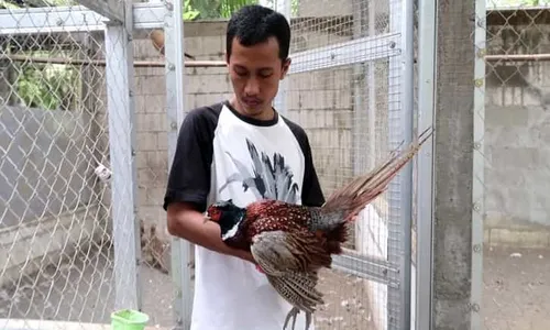 Unik! Ayam di Sedayu Ini Bisa Deteksi Gempa dan Gunung Meletus