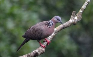 Jadi Bagian dari Sejarah Karanganyar, Burung Derkuku Punya Banyak Mitos