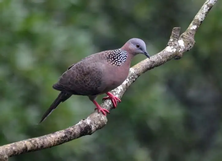 Jadi Bagian dari Sejarah Karanganyar, Burung Derkuku Punya Banyak Mitos -  Espos.id | Espos Indonesia dari Solo untuk Indonesia