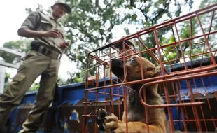 Sosialisasi SE Bupati Pedagang Daging Anjing di Sragen akan Dikumpulkan