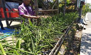 Tanam Jahe di Polibag, Dukuh Jumbleng Ampel Boyolali Jadi Jujugan