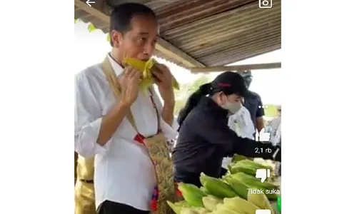 Belum Makan, Presiden Jokowi Lahap Santap Jagung Rebus