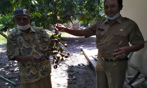 Kisah Kampung Matoa Boyolali Bermula dari Mantu