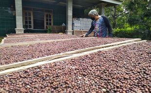 Excelsa, Kopi Warisan Belanda Jadi Kekuatan Wisata Banyuanyar Boyolali