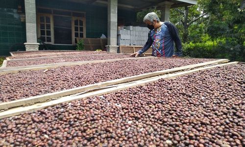 Excelsa, Kopi Warisan Belanda Jadi Kekuatan Wisata Banyuanyar Boyolali