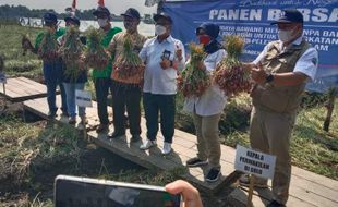 Panen Bawang Merah ABMI-BI Tanpa Bupati Sragen, Petani Kecewa