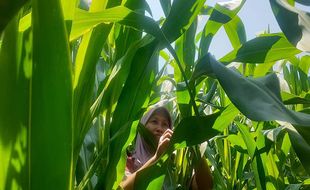 Serangan Hama Ulat Teror Petani Jagung di Madiun