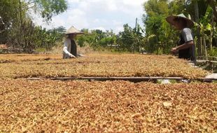 Tersentuh Tengkulak, Harga Tembakau di Madiun Anjlok