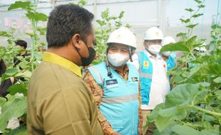 Listrik PLN Dongkrak Produktivitas Kebun Melon Hidroponik Petani Blora